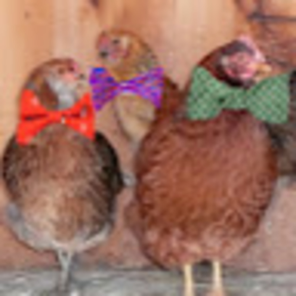 Meet your Posher, Mary